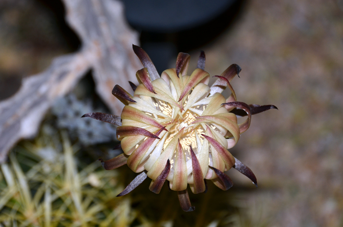 Matraca is limited in distribution to Baja California and a few surrounding islands. Peniocereus johnstonii